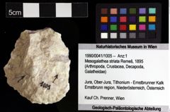 Foto (Objket + Etiketten) von Mesogalathea striata (Remeš, 1895) 